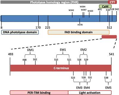 One Actor, Multiple Roles: The Performances of Cryptochrome in Drosophila